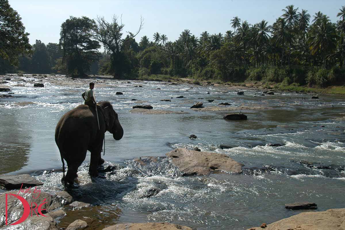 Sri Lanka olifant
